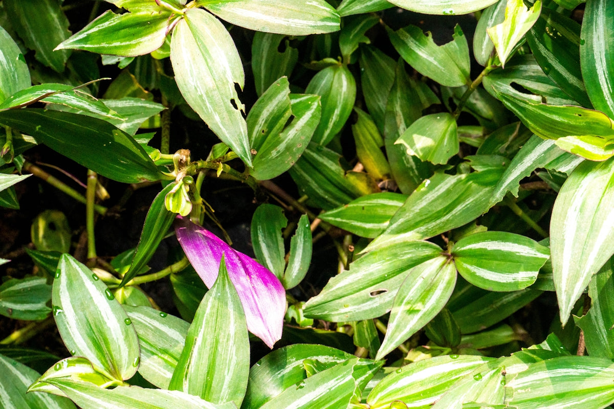 Green and white striped leaves with a single purple petal.