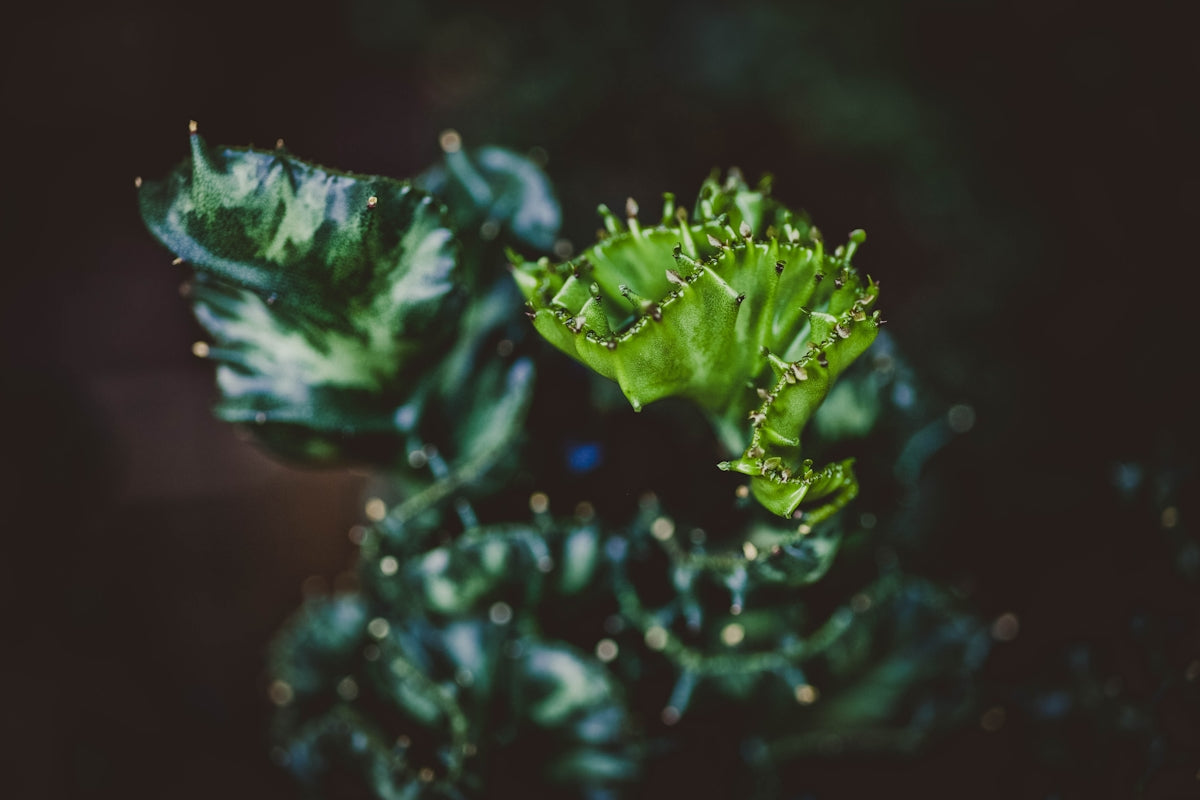 Close-up of a vibrant green crested cactus.
