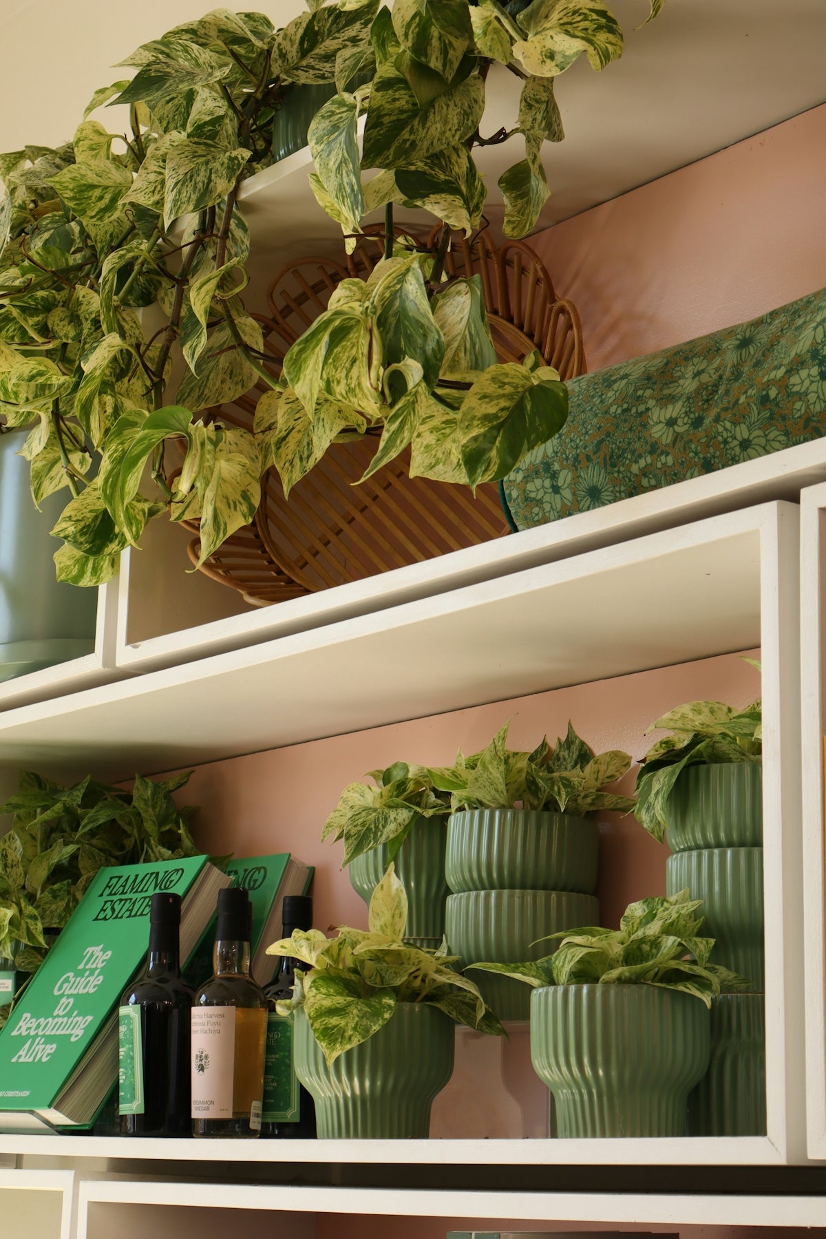 Variegated pothos plants on white shelves with books