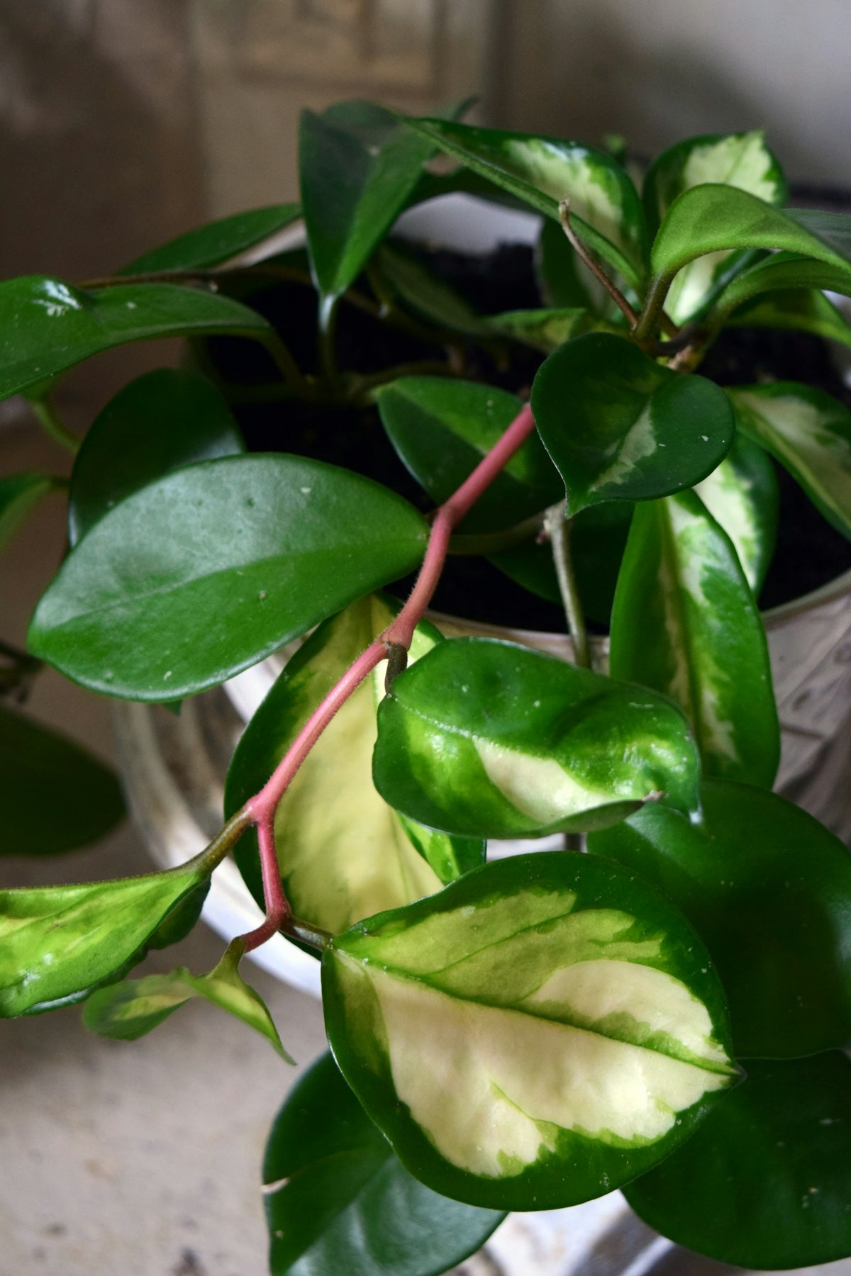 Variegated hoya plant with green and cream leaves