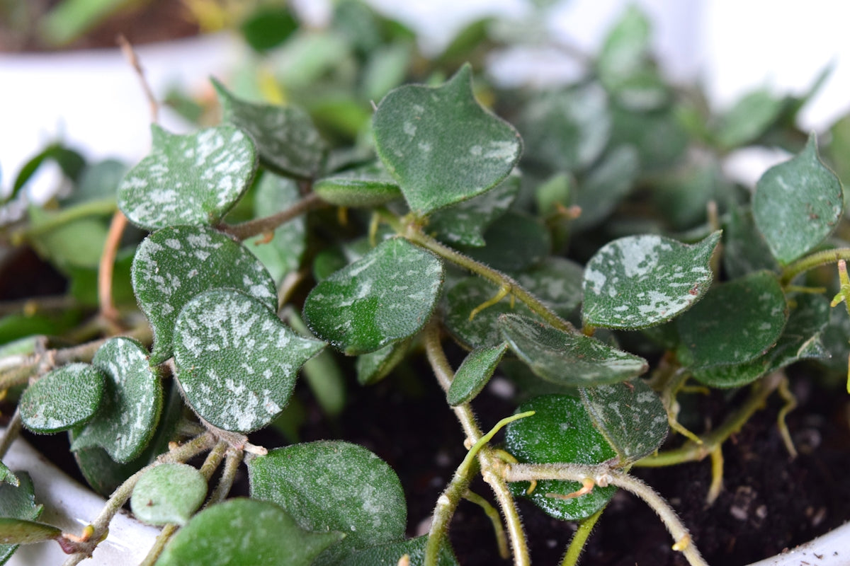 A close-up of a hoya plant with speckled green leaves.