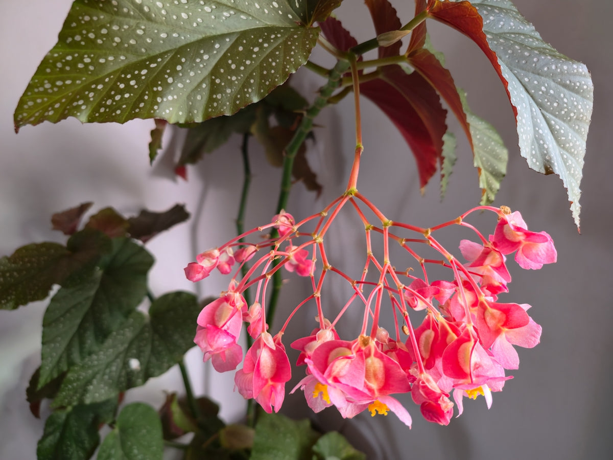 A cluster of delicate pink begonia flowers hangs down.