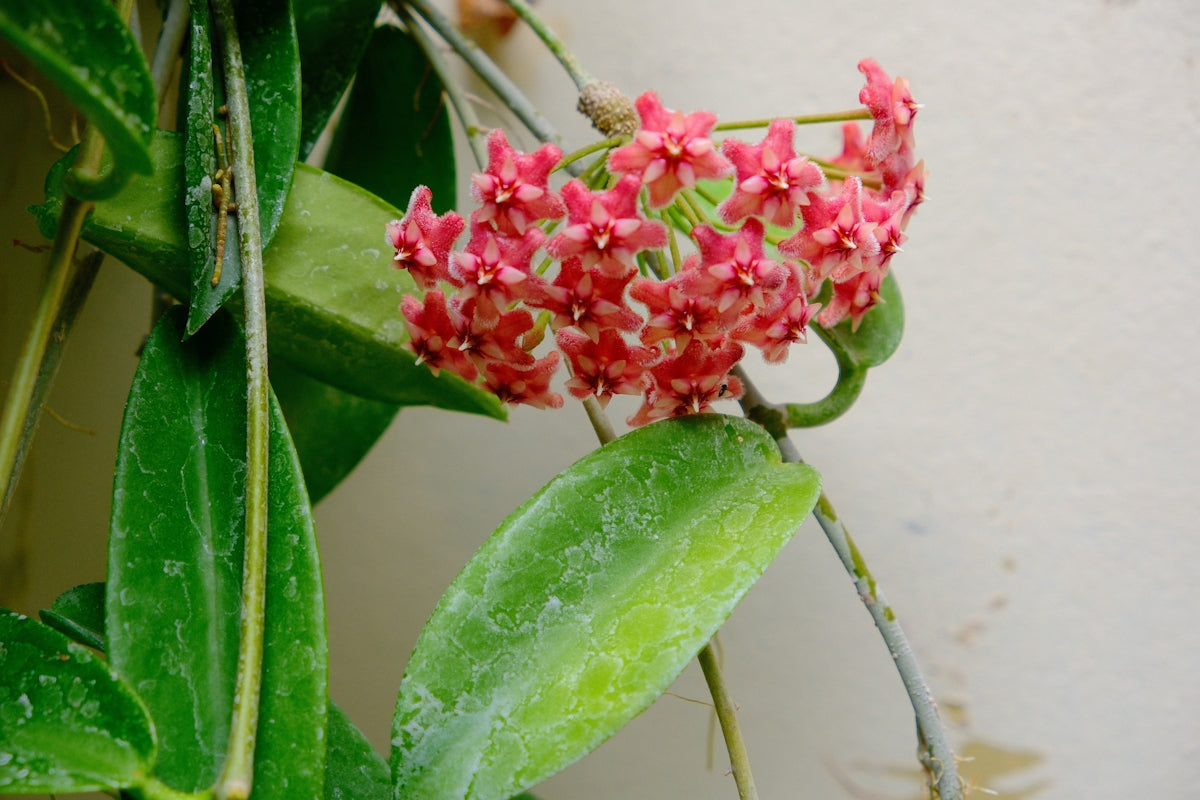Vibrant red hoya flowers bloom among green leaves.