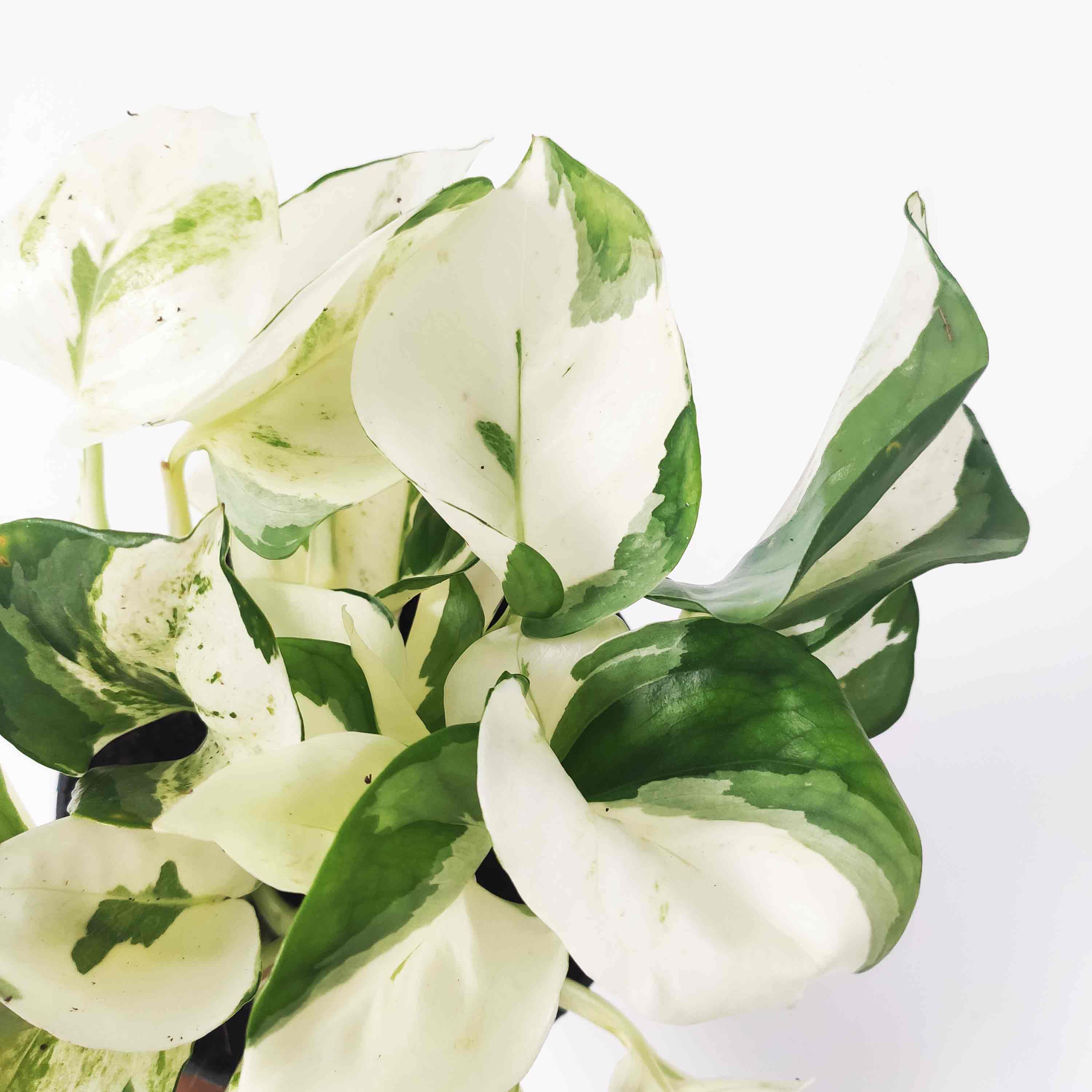 Epipremnum Harlequin : entretien simple et conseils pratiques