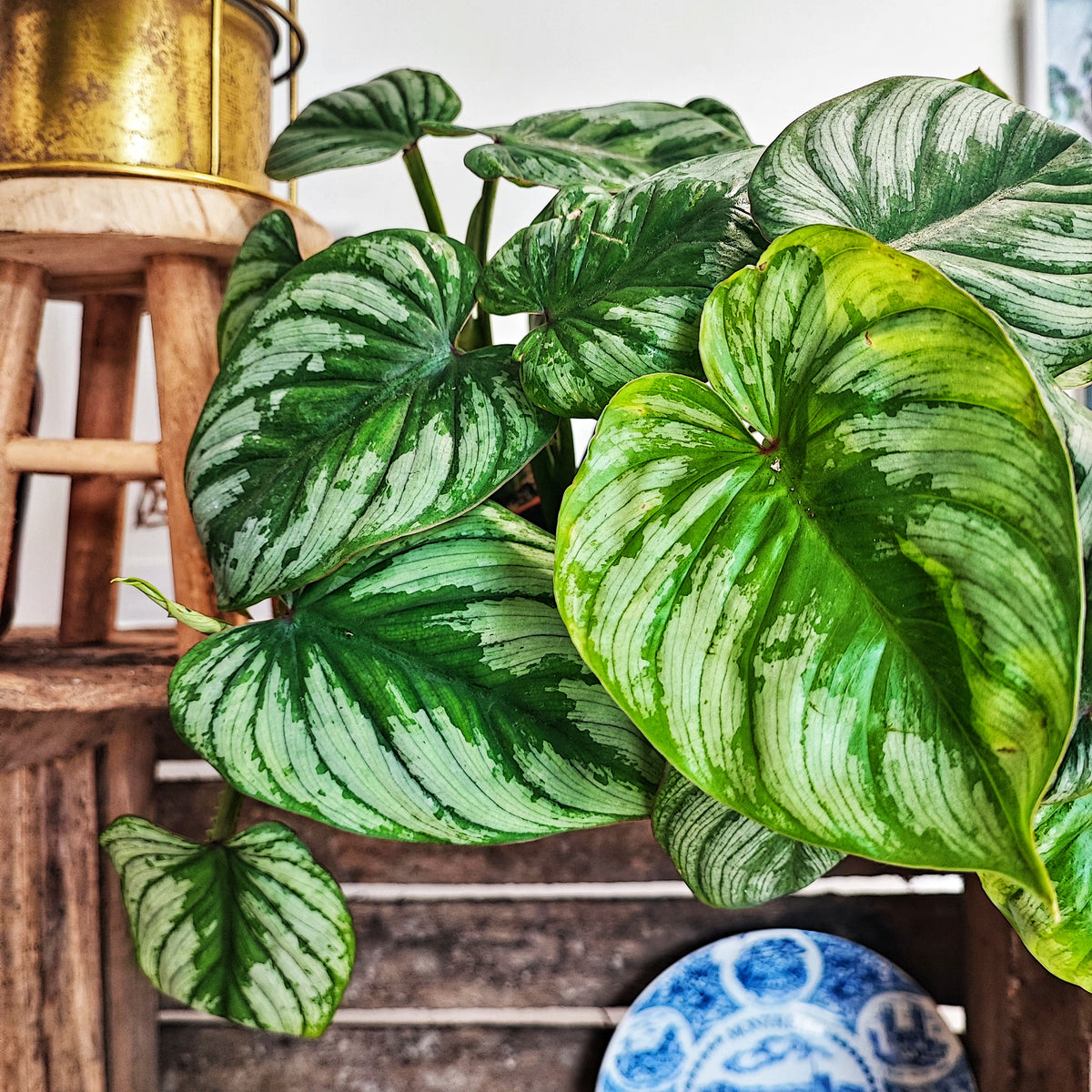 Les plantes d'intérieur les plus faciles à entretenir Les plantes d'intérieur les plus faciles à entretenir