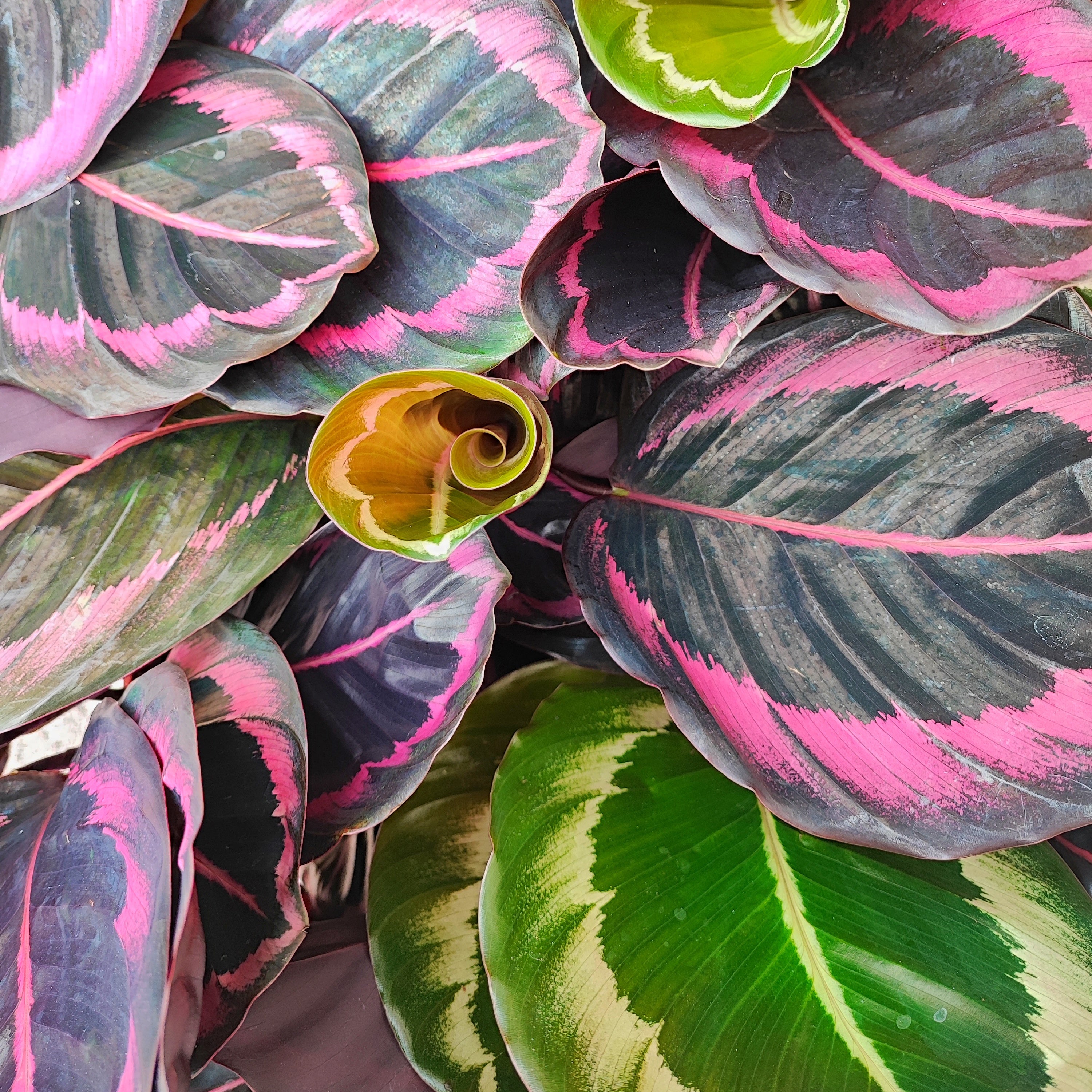 Calathea
