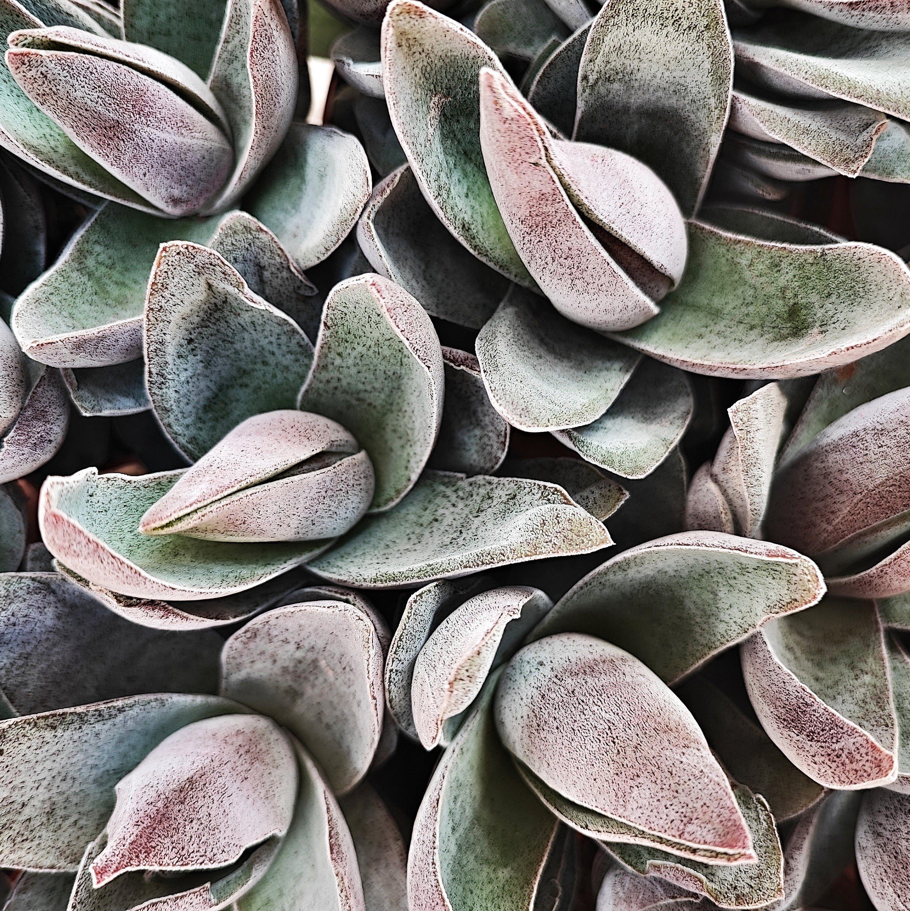 Plantes grasses