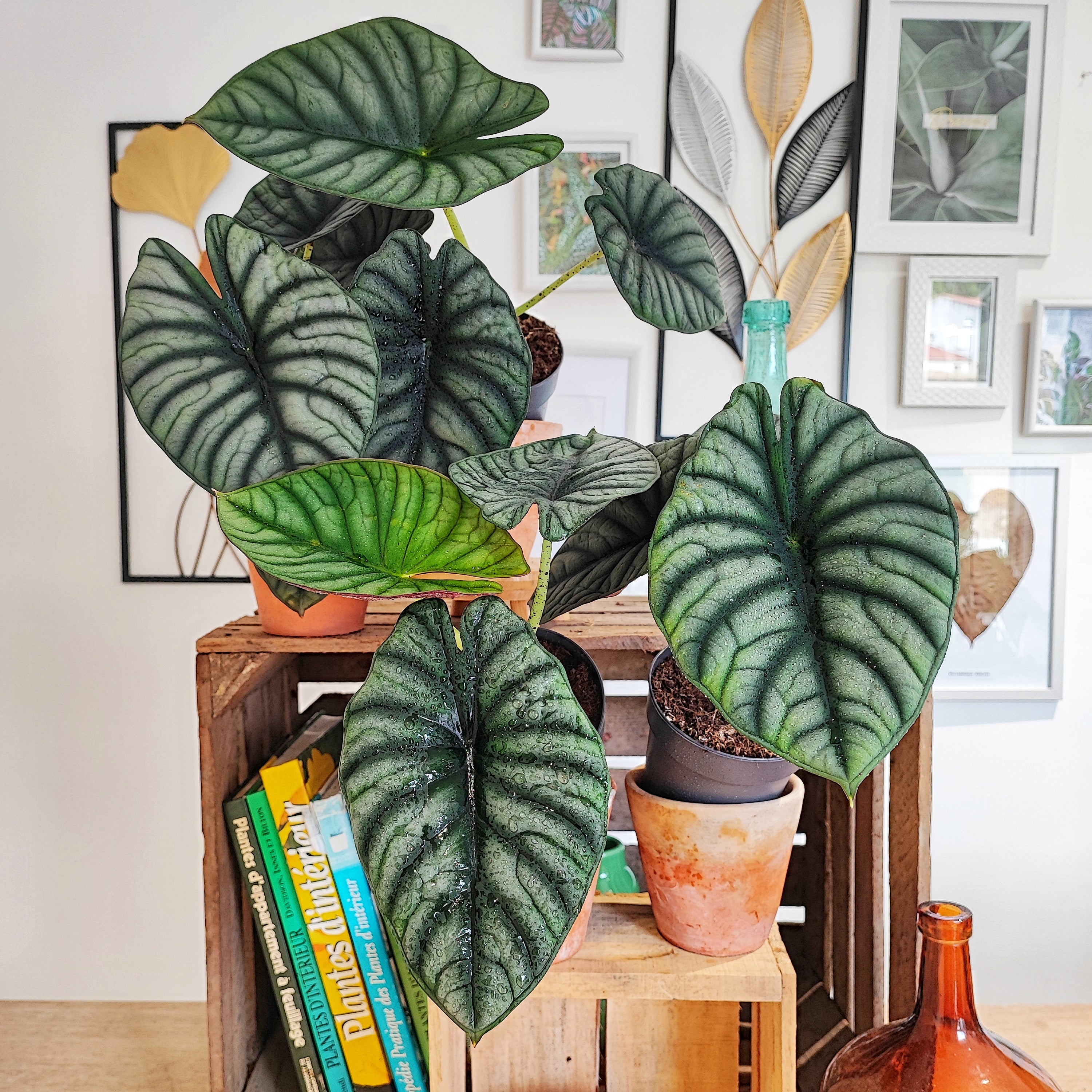 Alocasia Nebula Silver