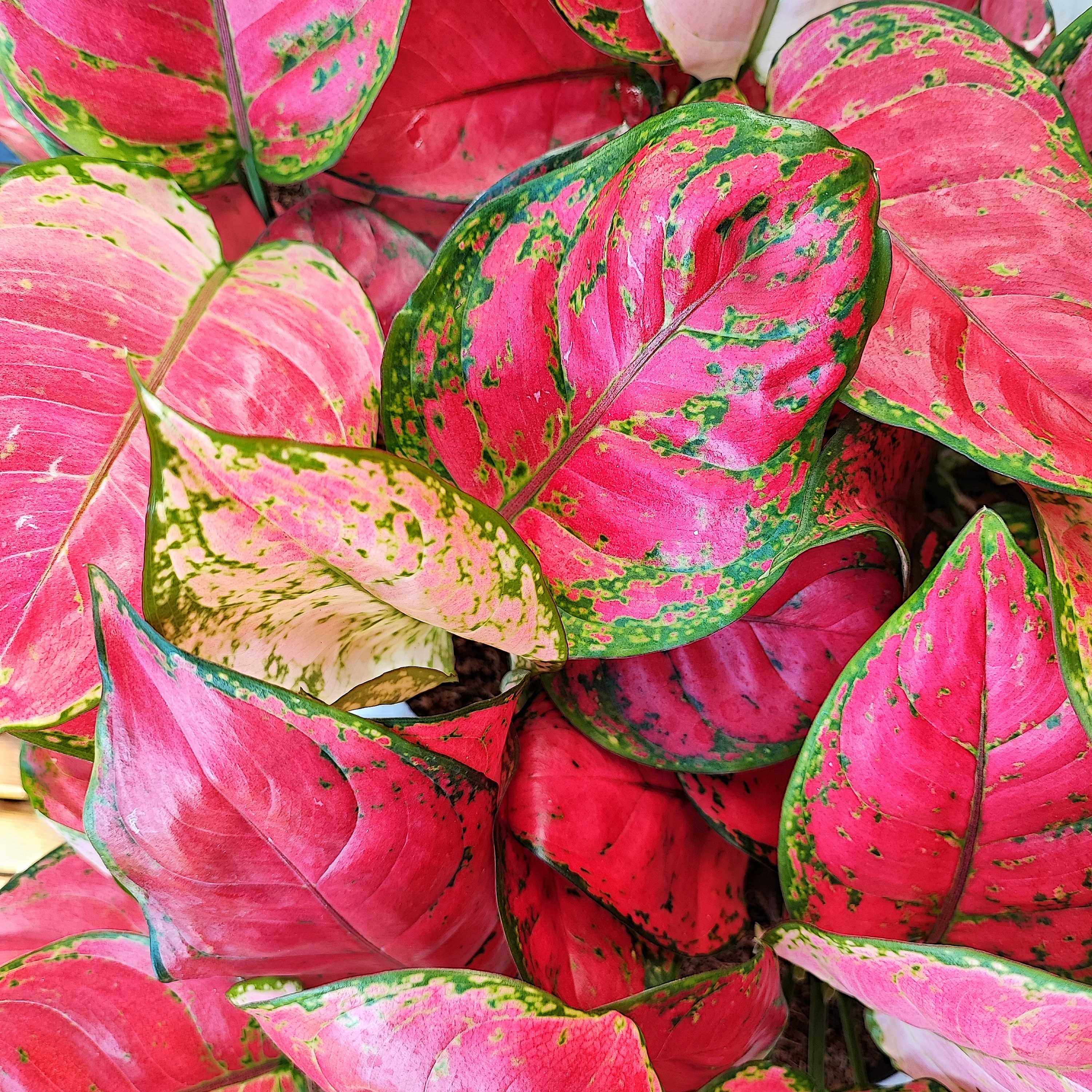 aglaonema kiwi Aglaonema White Kiwi – Monjungle