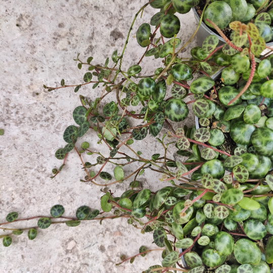 Peperomia