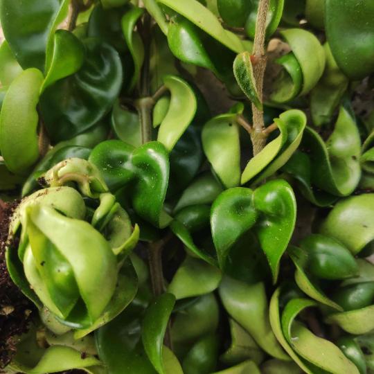 Hoya