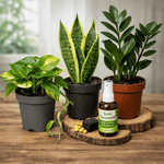 Pack Débutant – 3 boutures Increvables + Soin Préventif 🌿 - monjungle