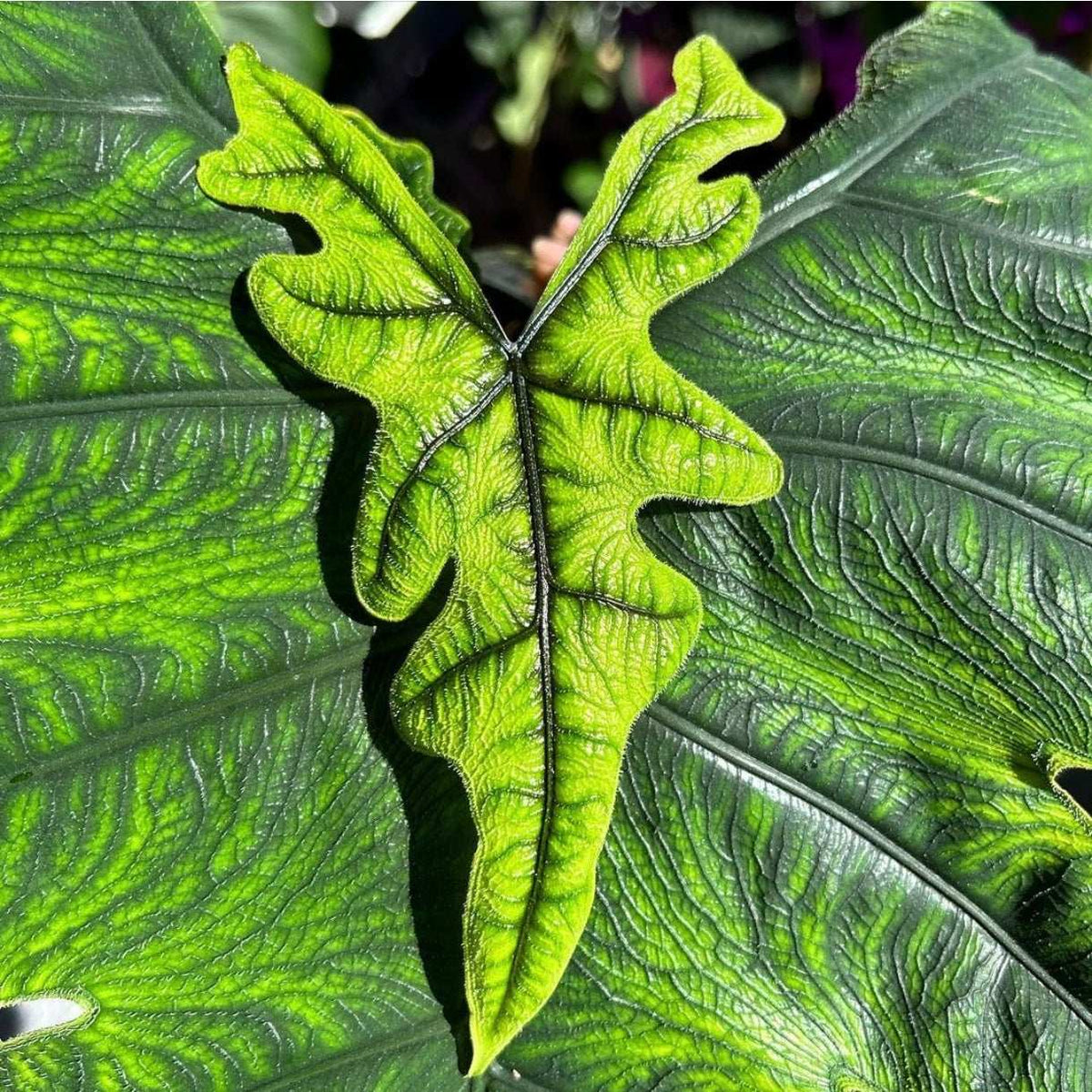 Coffret de Trois Alocasia Rares – Plantes d’Intérieur Exotiques pour Collectionneurs monjungle