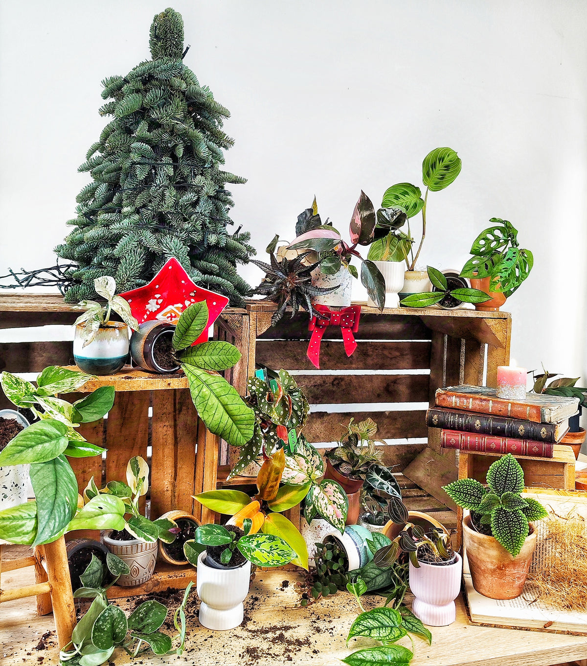 Calendrier de l'AVENT: 25 boutures monjungle