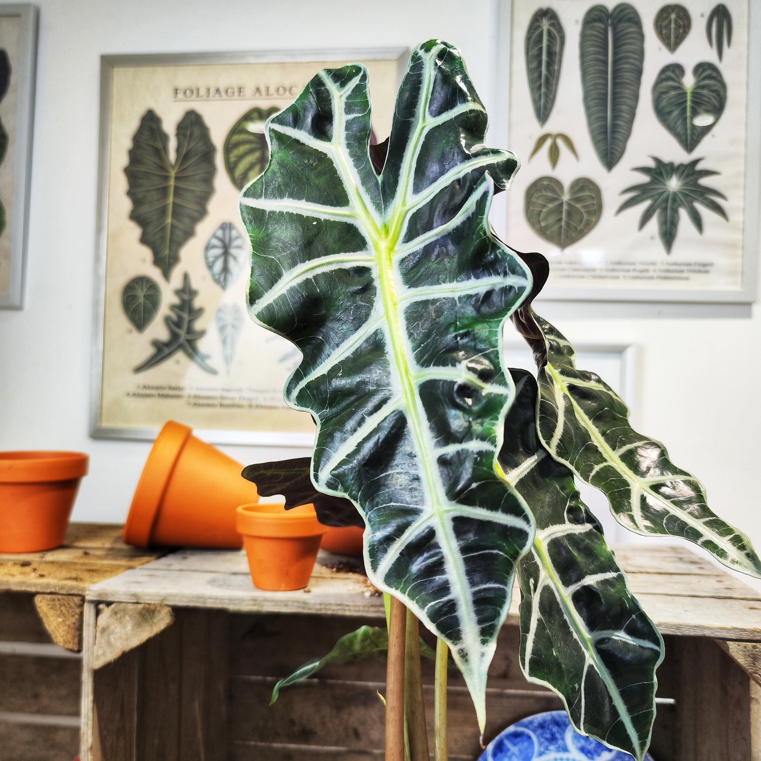 Alocasia Amazonica Polly (XL)