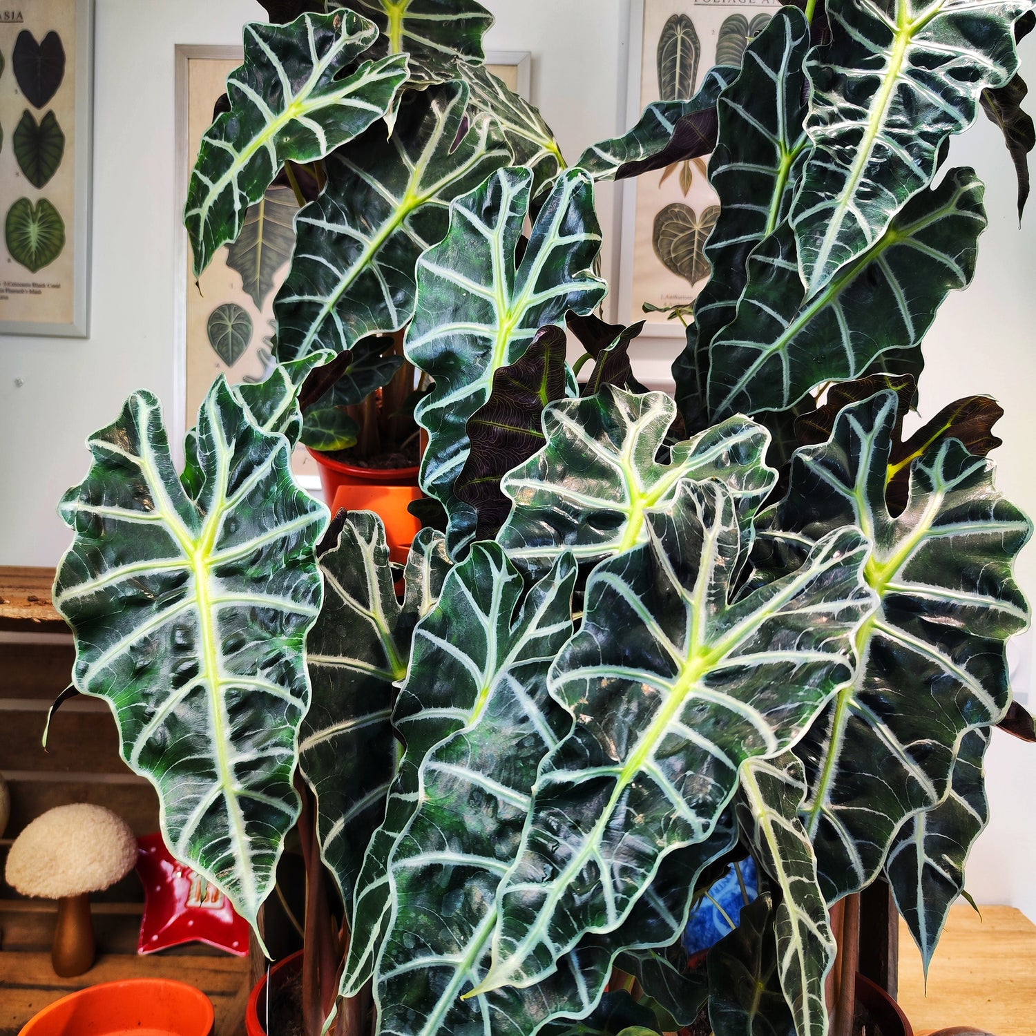 Alocasia Amazonica Polly (XL)