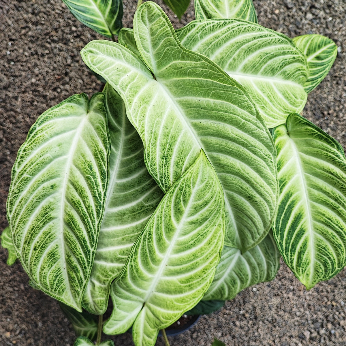 Xanthosoma Lindenii MINT pas une xanthosoma Lindenii , Plante RARE de la maison monjungle