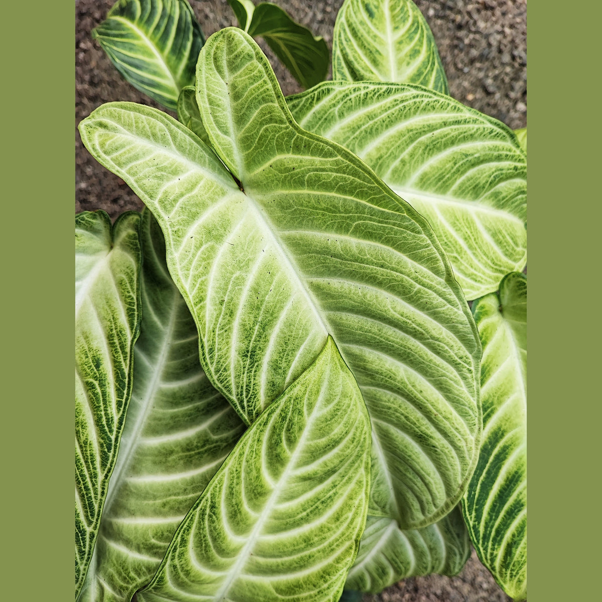Xanthosoma Lindenii MINT pas une xanthosoma Lindenii , Plante RARE de la maison monjungle