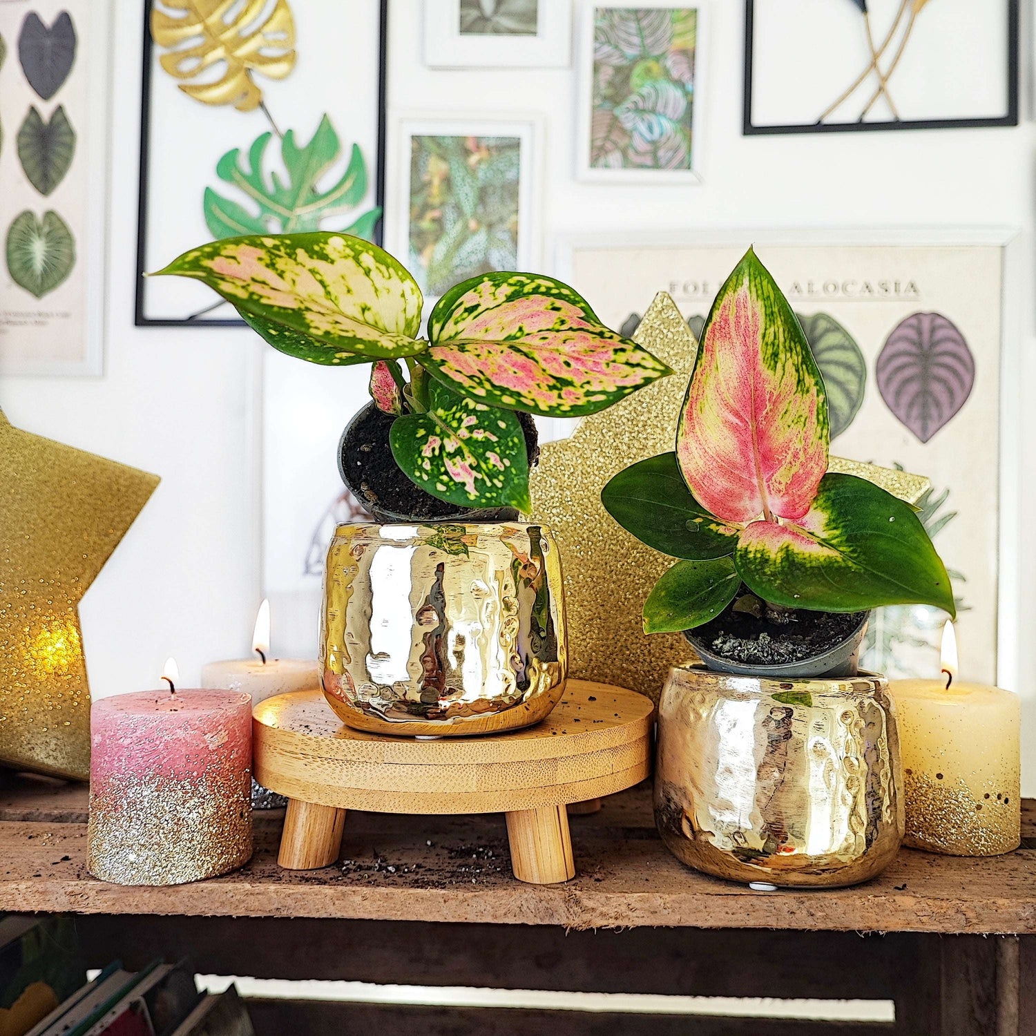 Lot de deux aglaonema, Aglaonema Red Dragon et Aglaonema Cherry Baby monjungle