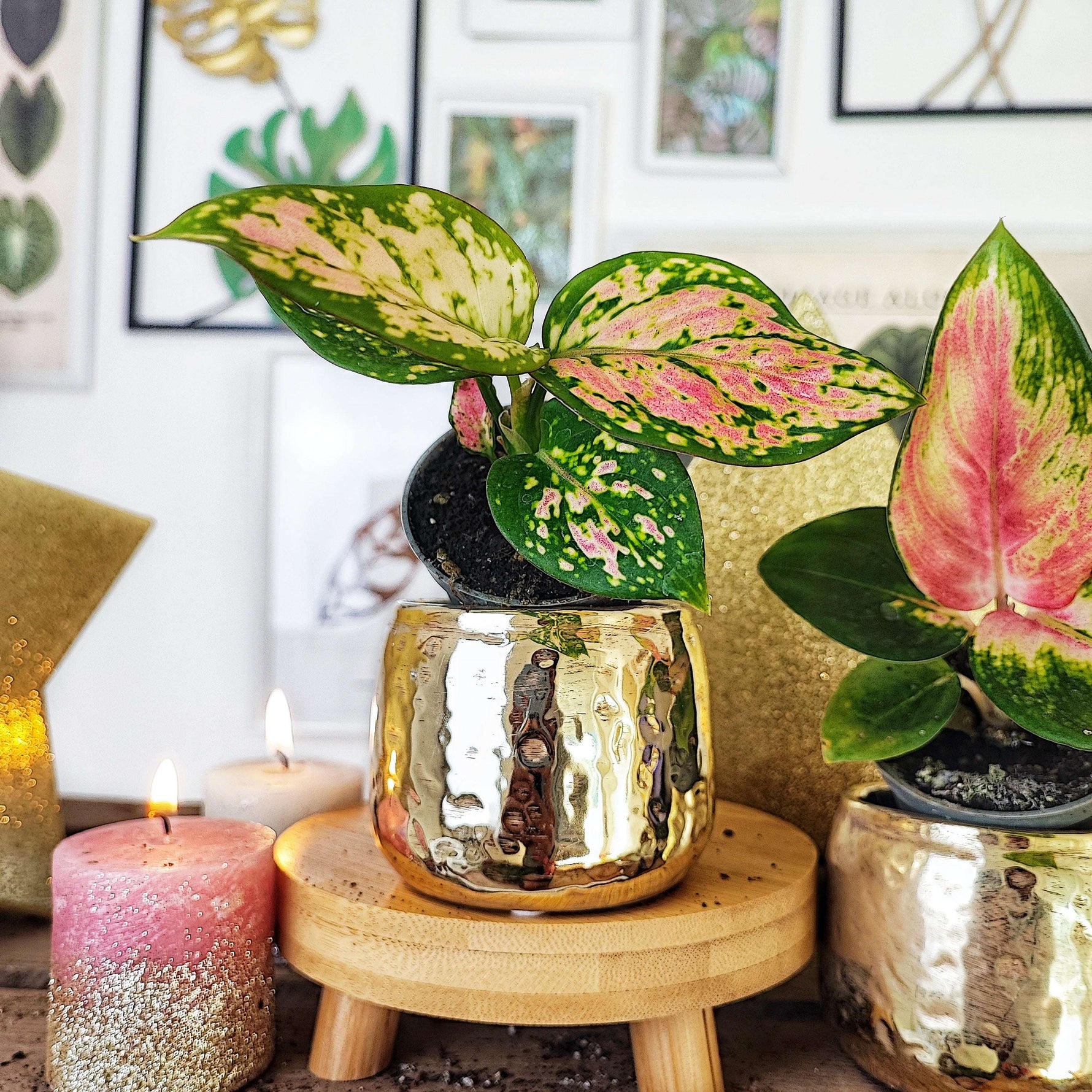 Lot de deux aglaonema, Aglaonema Red Dragon et Aglaonema Cherry Baby monjungle