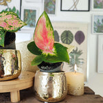 Lot de deux aglaonema, Aglaonema Red Dragon et Aglaonema Cherry Baby monjungle