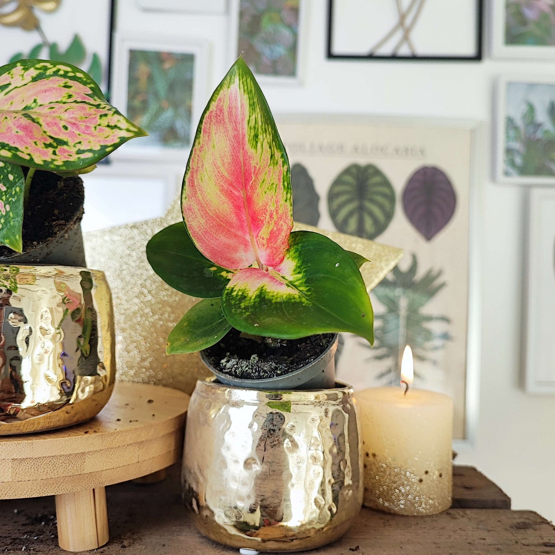 Lot de deux aglaonema, Aglaonema Red Dragon et Aglaonema Cherry Baby monjungle