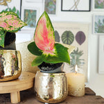 Lot de deux aglaonema, Aglaonema Red Dragon et Aglaonema Cherry Baby monjungle