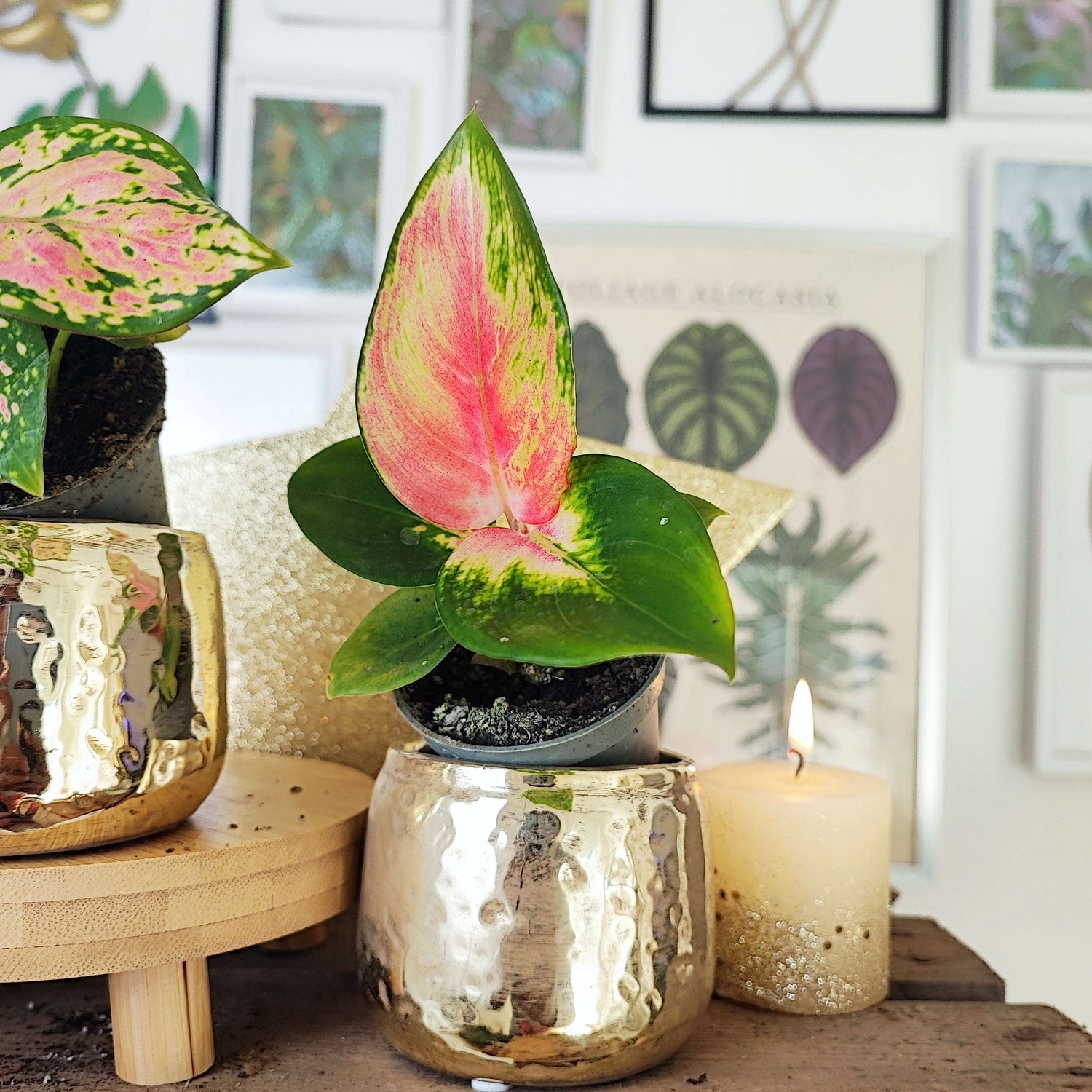 Lot de deux aglaonema, Aglaonema Red Dragon et Aglaonema Cherry Baby monjungle