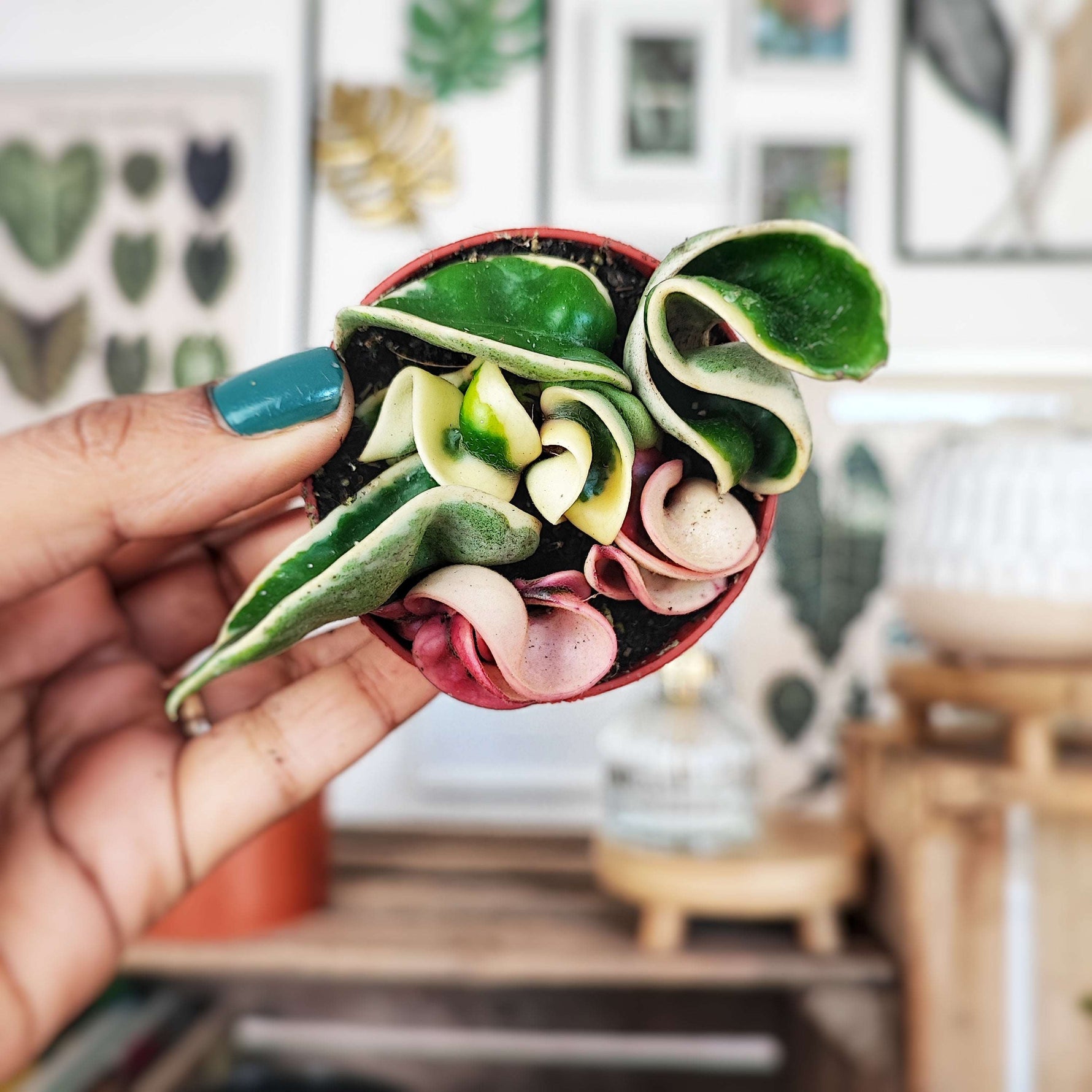 HINDU ROPE VARIEGATED monjungle