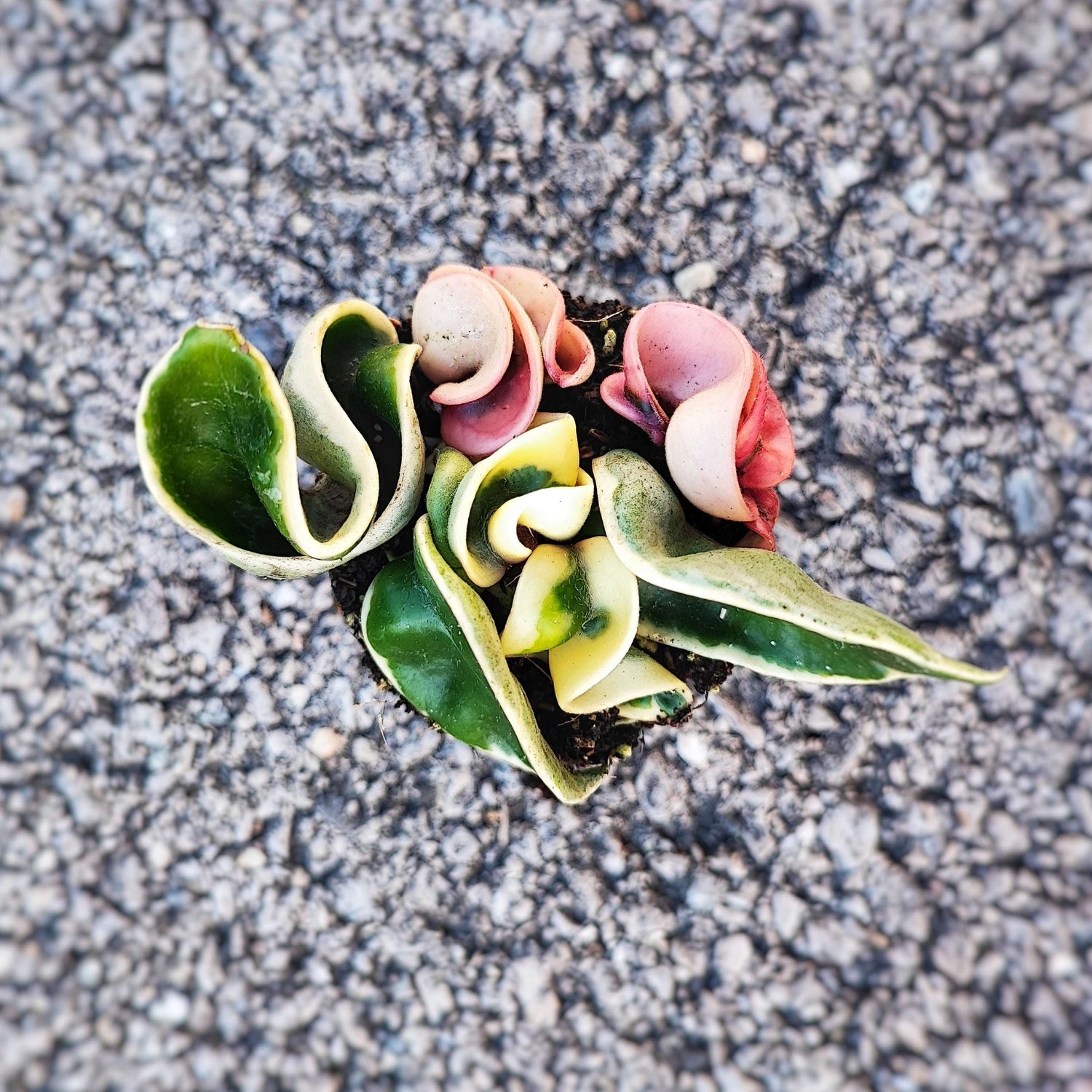 HINDU ROPE VARIEGATED monjungle