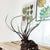 Alocasia FLYING SQUID monjungle