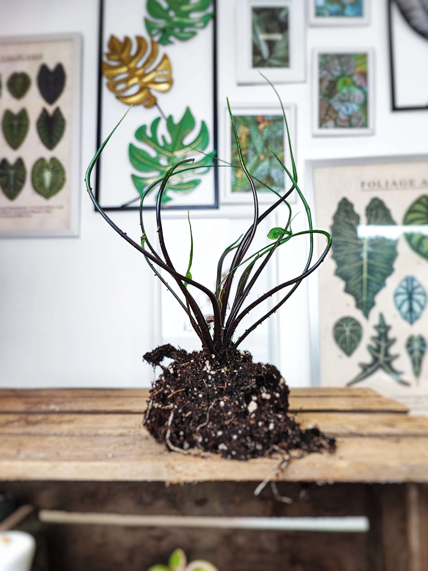 Alocasia FLYING SQUID monjungle