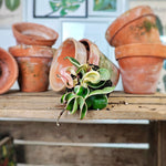 HINDU ROPE VARIEGATED monjungle