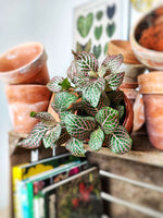 Fittonia Plante Nerf MOSAIC monjungle
