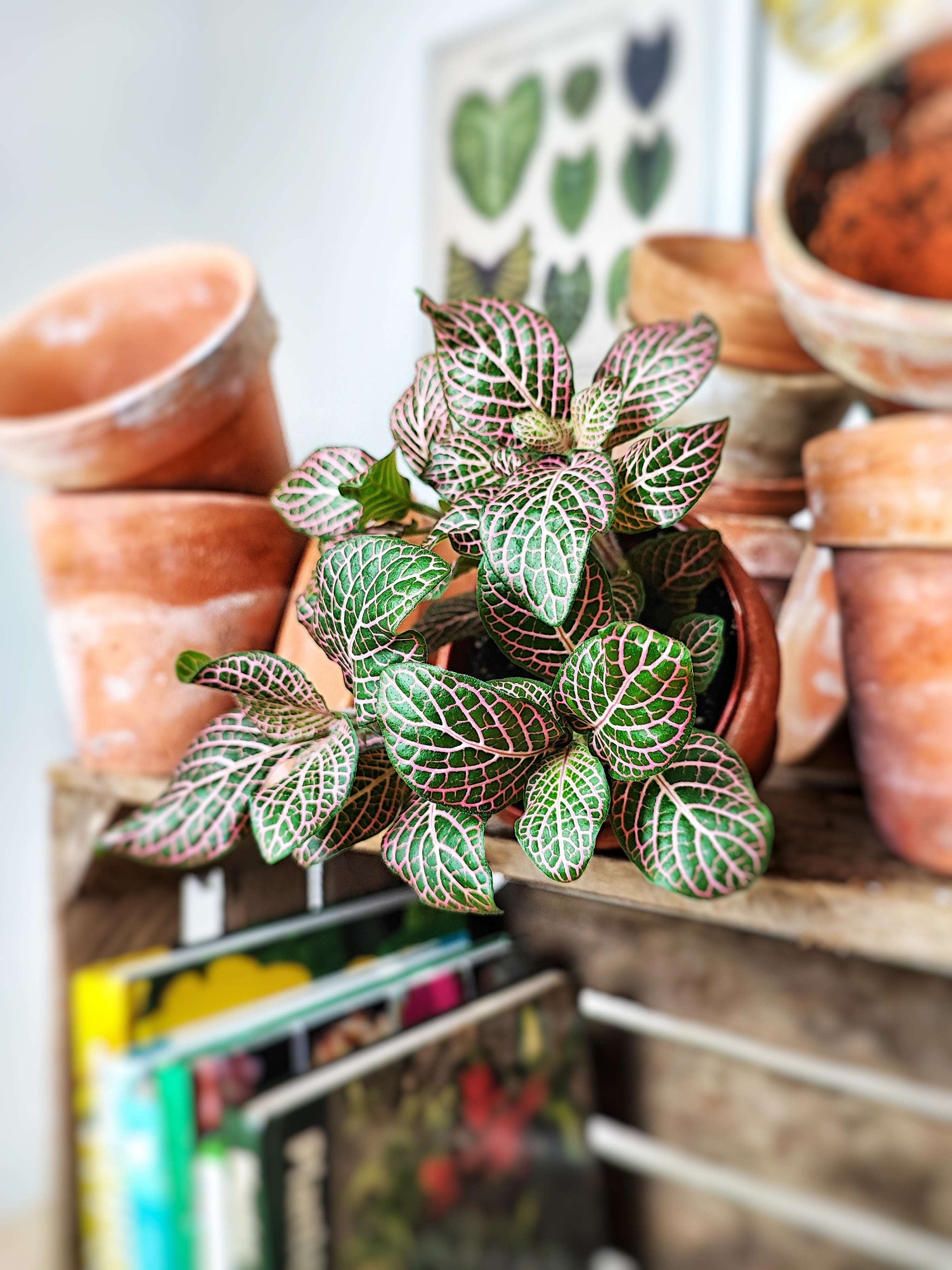 Fittonia Plante Nerf MOSAIC monjungle