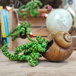 Rare plante exotique de Dragon Jade- Dischidia Nummularia 'Pangolin Kisses' sur coquillage naturelle monjungle