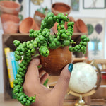 Rare plante exotique de Dragon Jade- Dischidia Nummularia 'Pangolin Kisses' sur coquillage naturelle monjungle