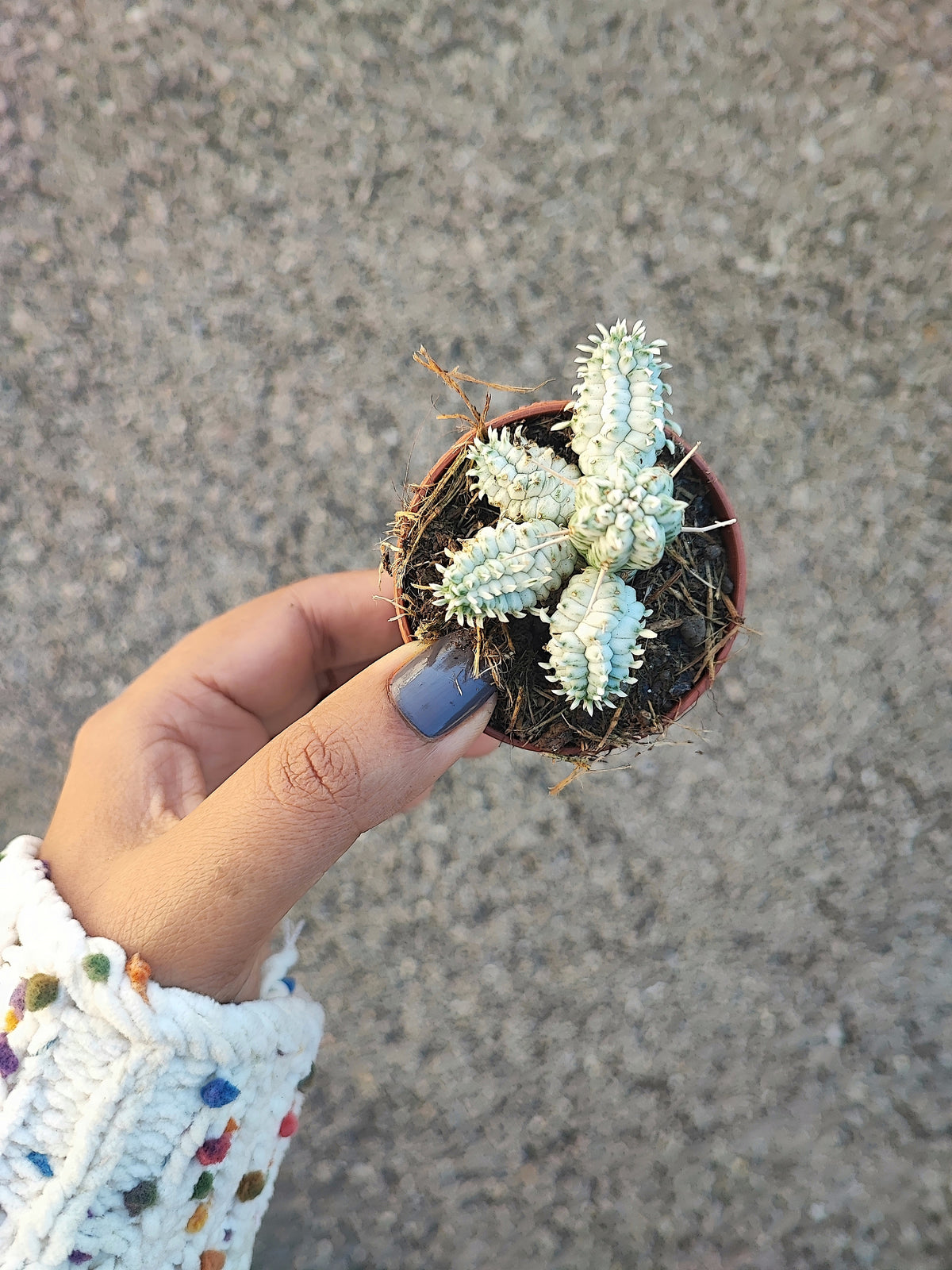 Euphorbia Mammillaris Variegata monjungle