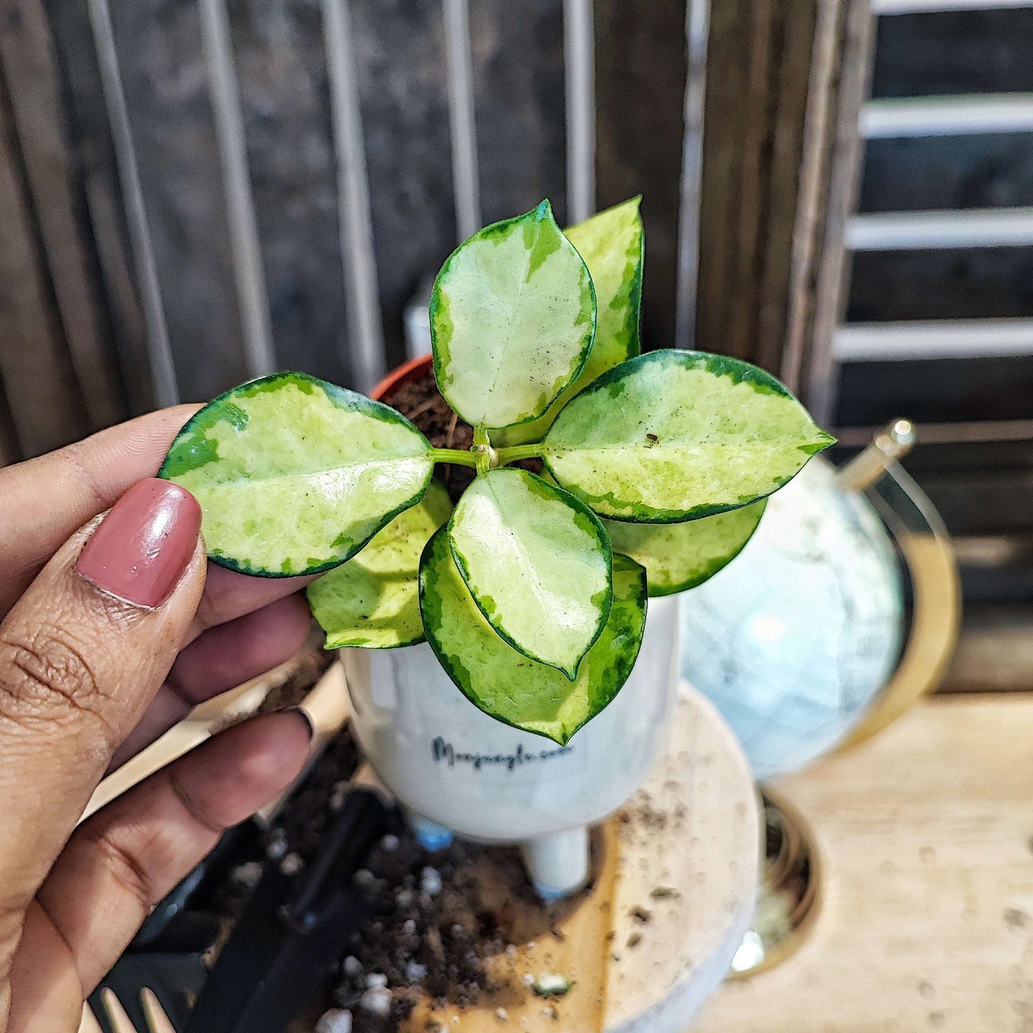 Hoya Heuschkeliana monjungle