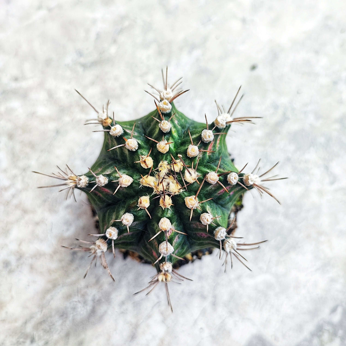 Gymnocalycium Japan T-Rex Hybrid monjungle