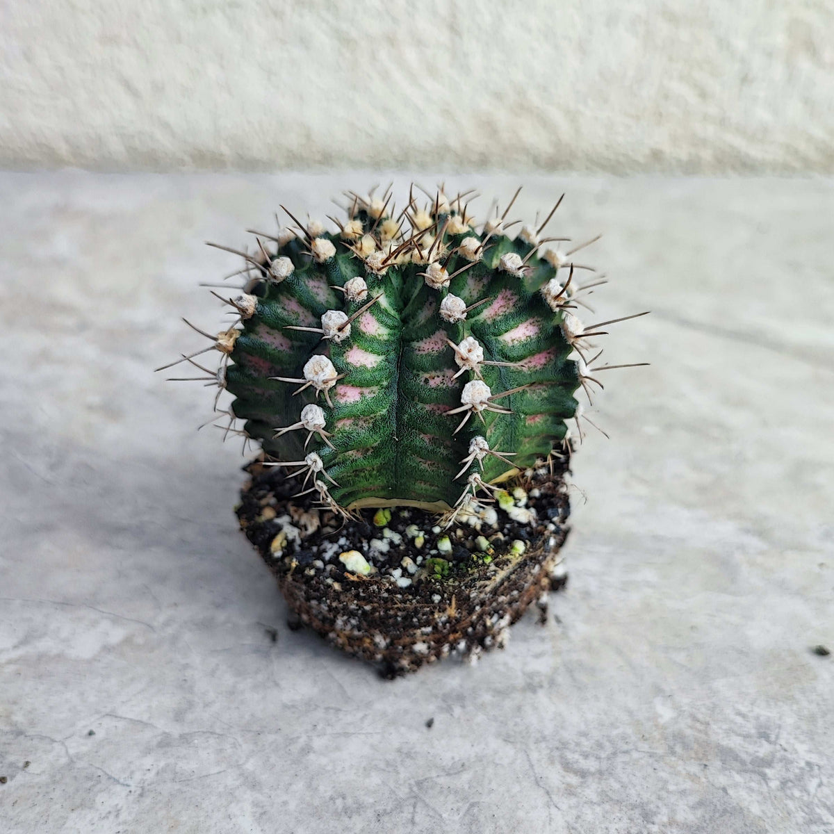 Gymnocalycium Japan T-Rex Hybrid monjungle
