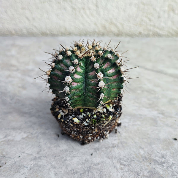 Gymnocalycium Japan T-Rex Hybrid (Cactus RARE avec une touche de rose)