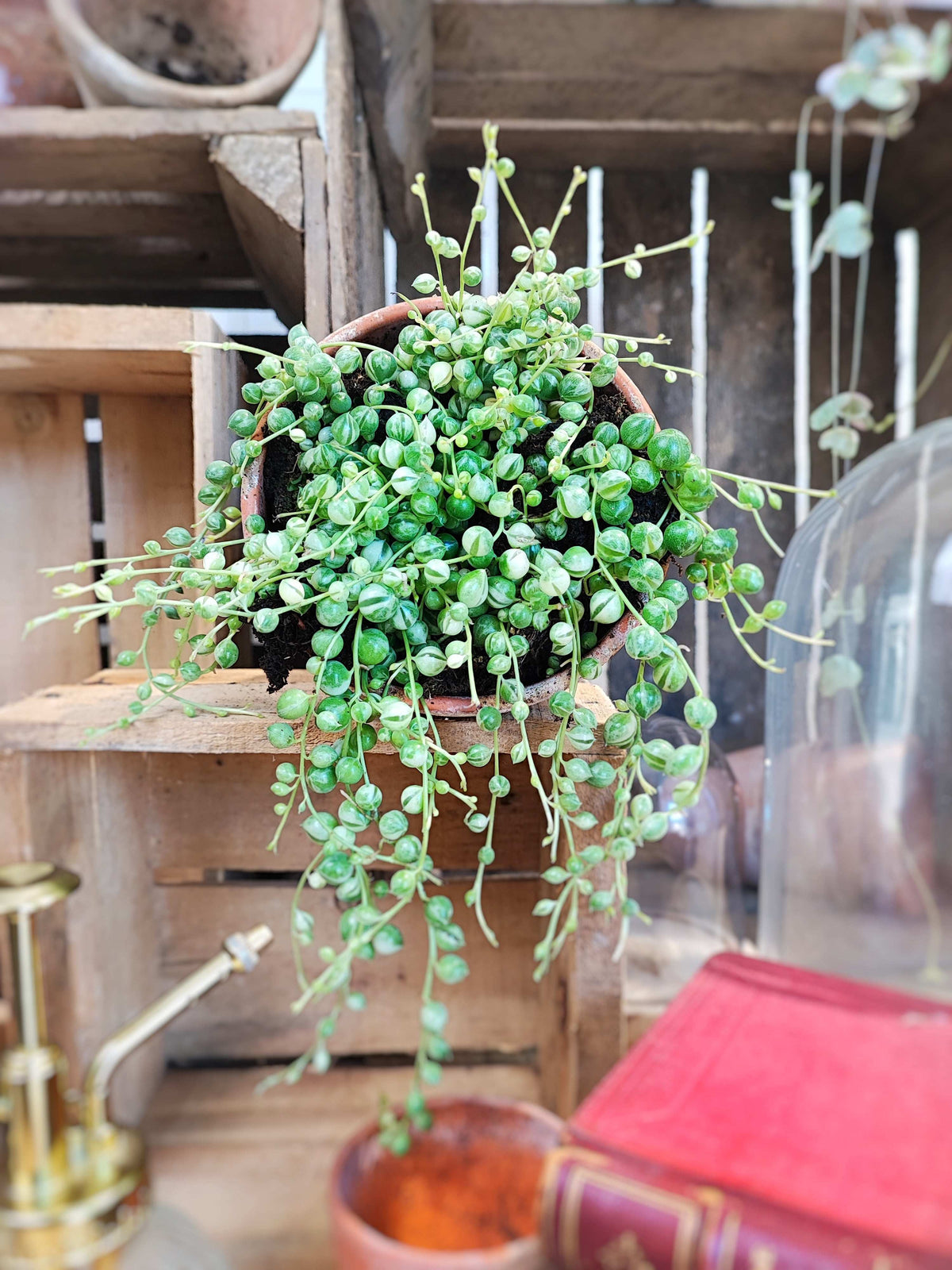 String of Perles Variegated, collier perles variegated, plante grasse panachée monjungle