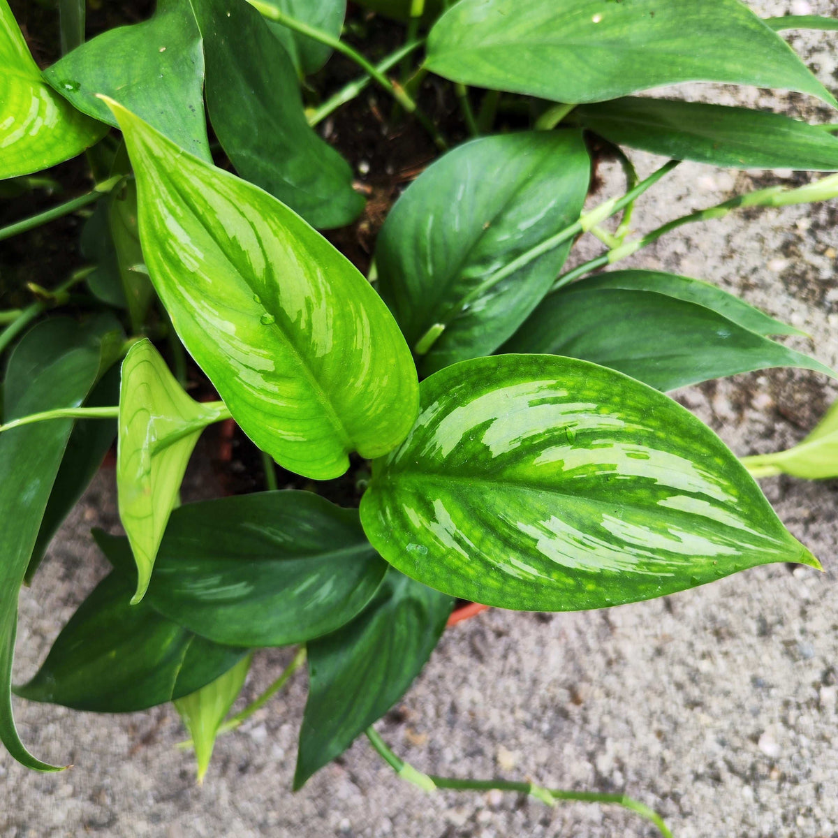 Scindapsus Officinalis – Plante Rare et Exotique | Plante d’Intérieur monjungle
