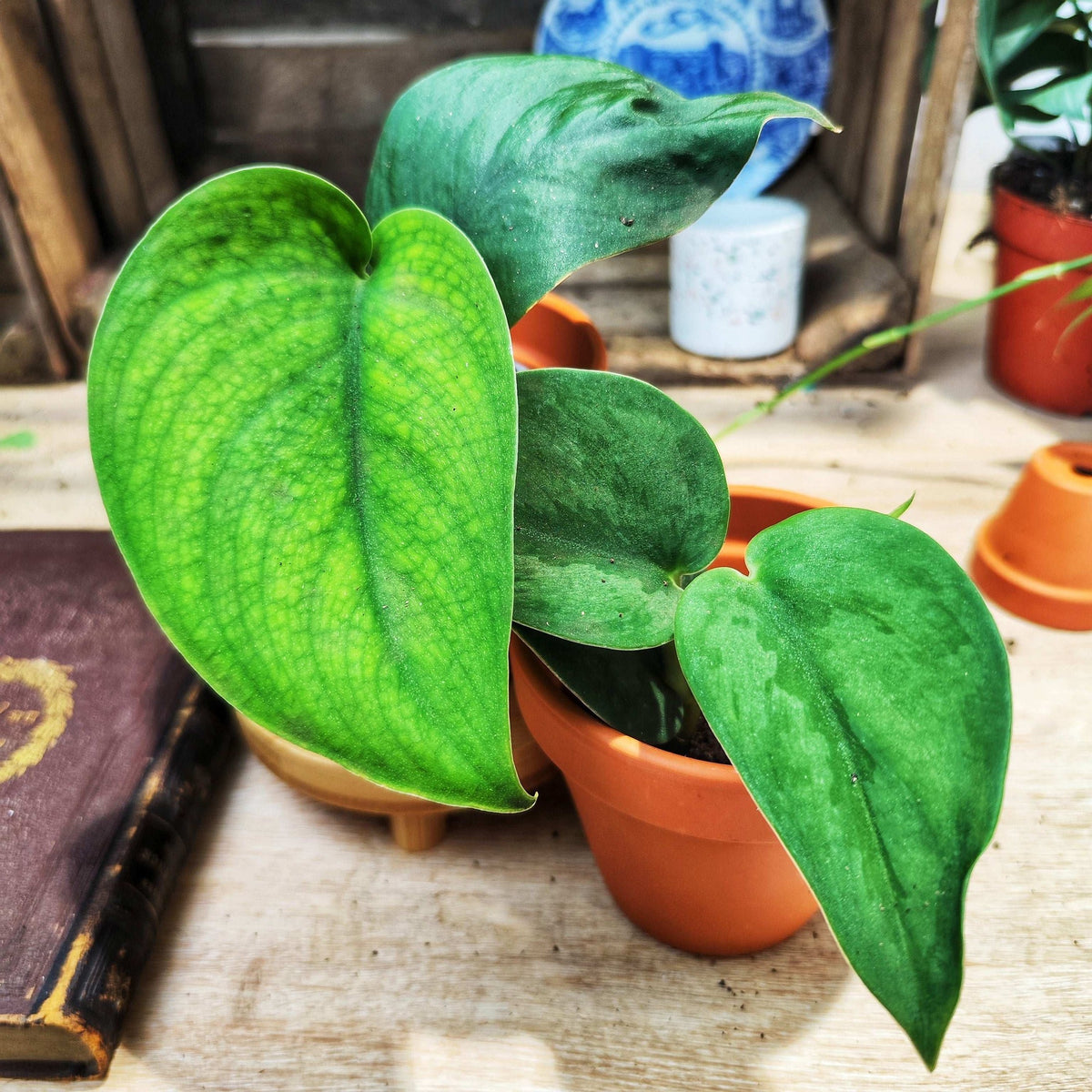 Scindapsus Jade Satin monjungle