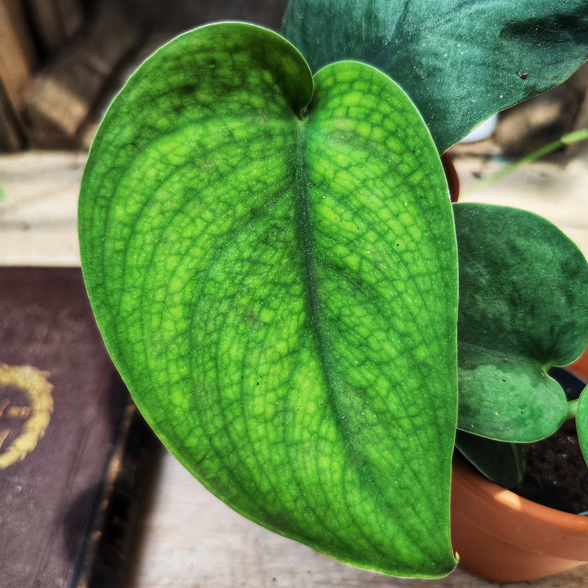 Scindapsus Jade Satin monjungle