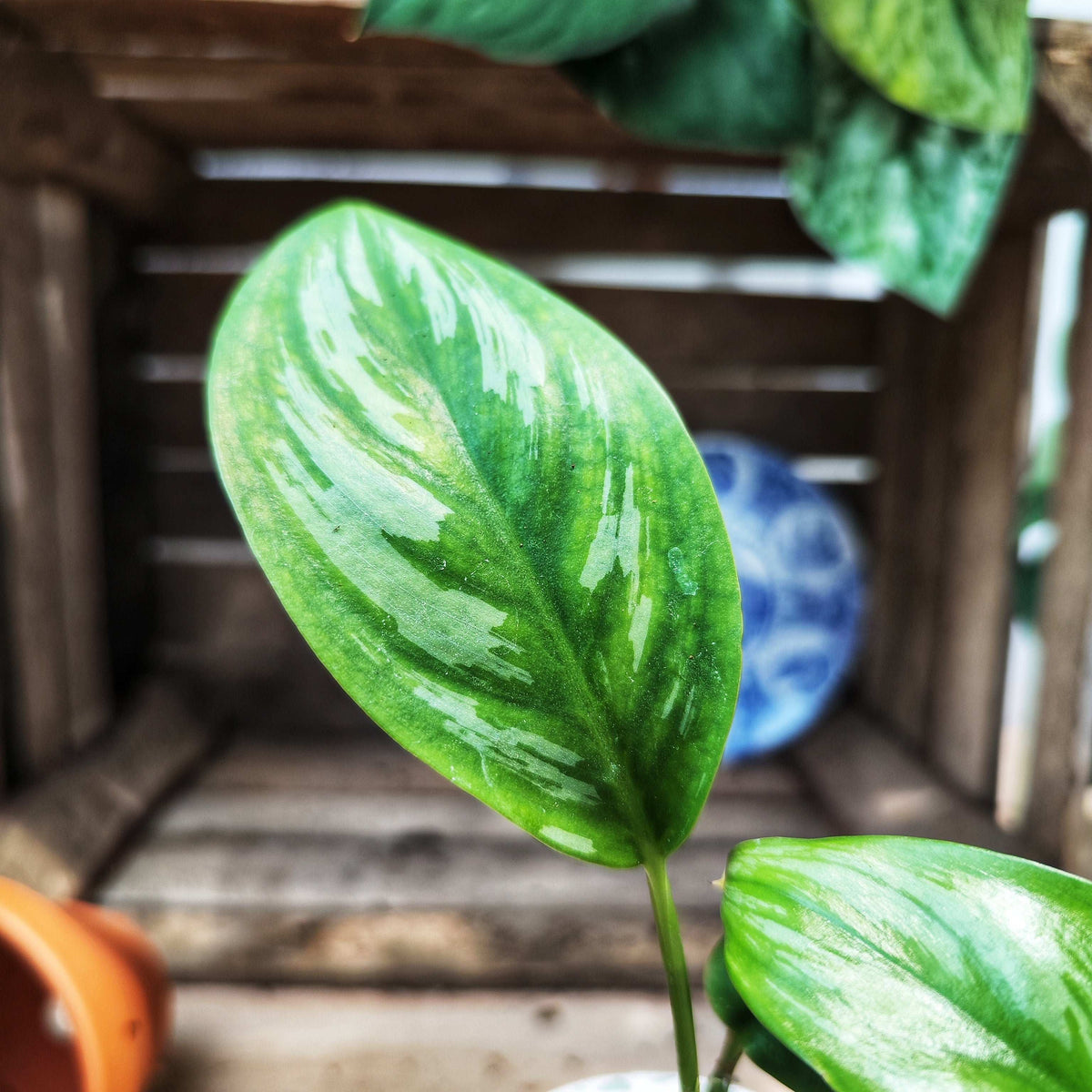 Scindapsus Officinalis – Plante Rare et Exotique | Plante d’Intérieur monjungle