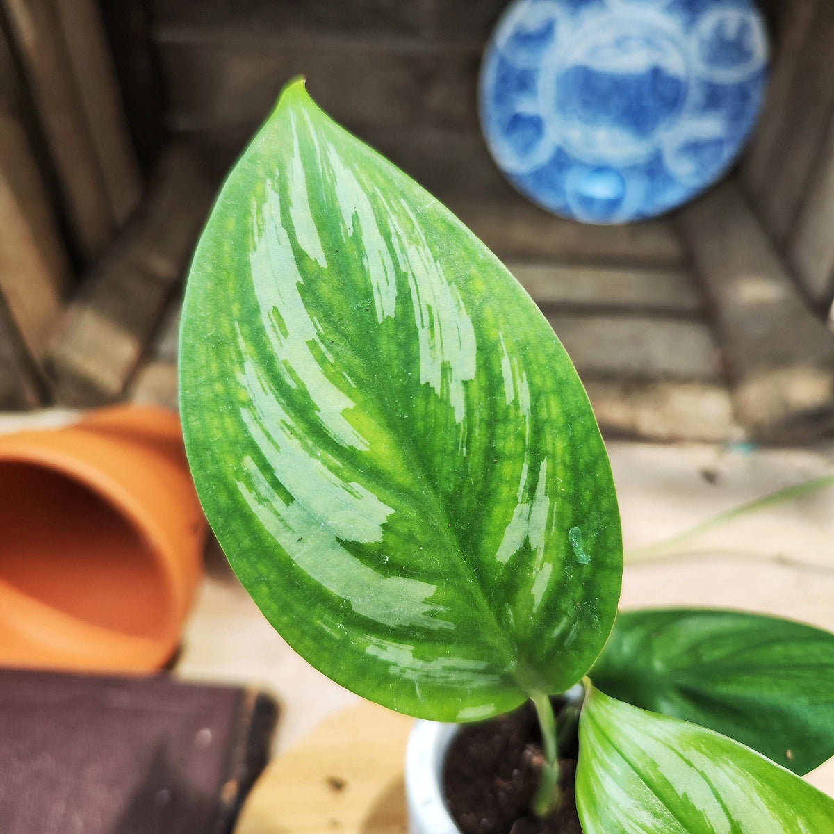 Scindapsus Officinalis – Plante Rare et Exotique | Plante d’Intérieur monjungle
