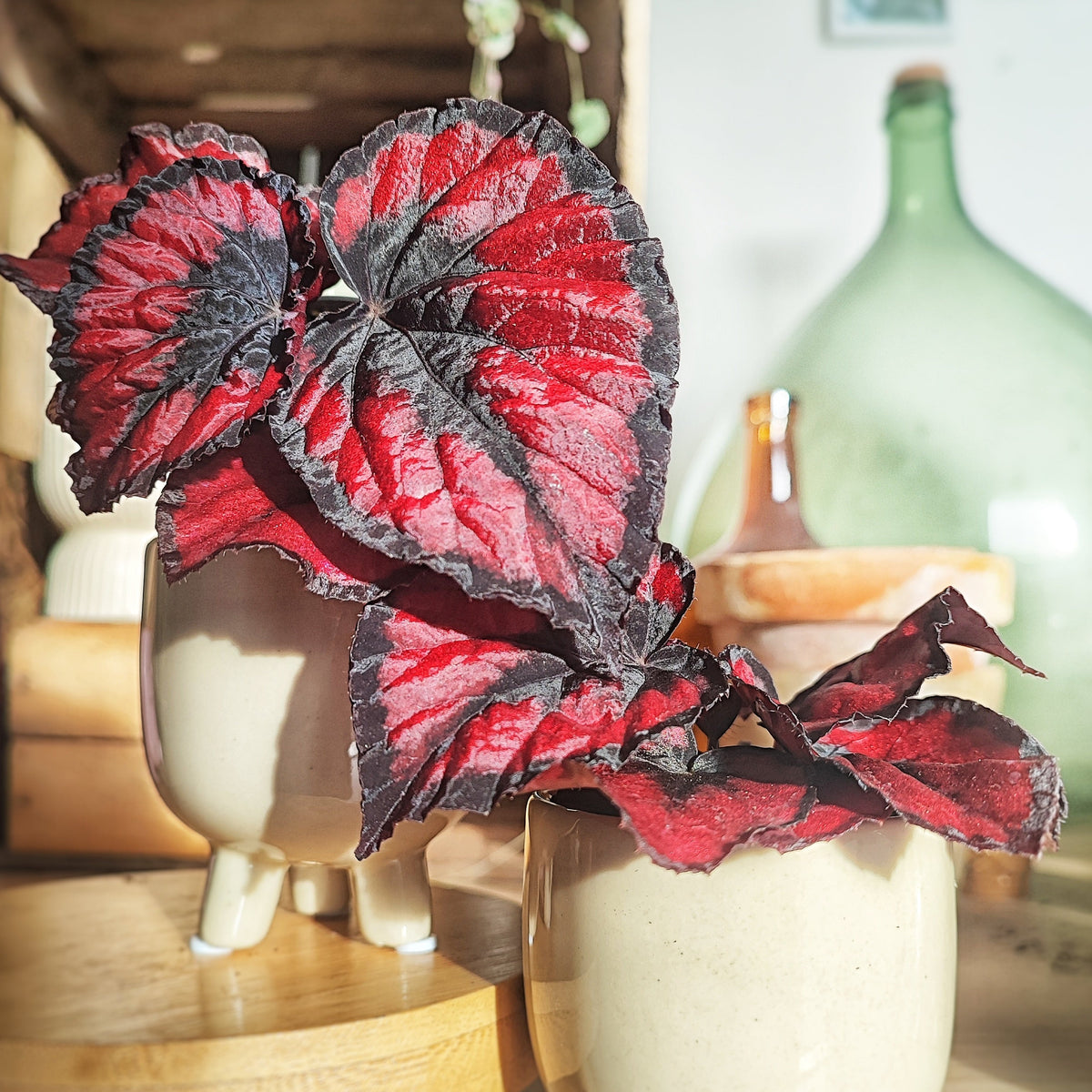 Begonia RED KISSES monjungle