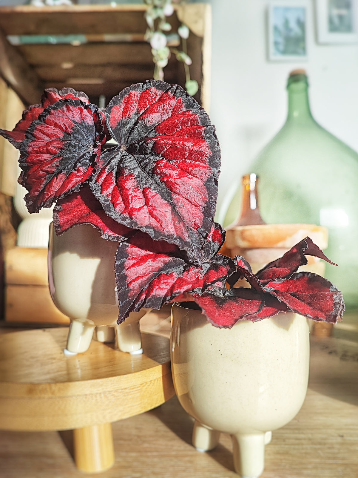 Begonia RED KISSES monjungle